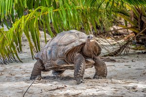 SeychellesTurtle