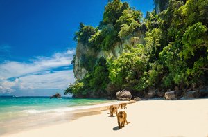 Monkey Beach 