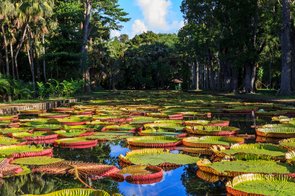 Pamplemousses Botanic Garden